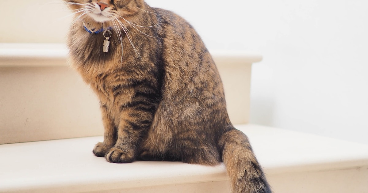 大阪の猫カフェおすすめ。心斎橋・梅田・天王寺エリア別ガイド