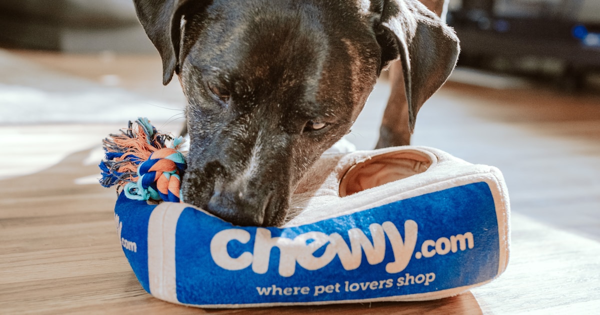 神戸のドッグカフェ。港町で犬と過ごすおすすめカフェ