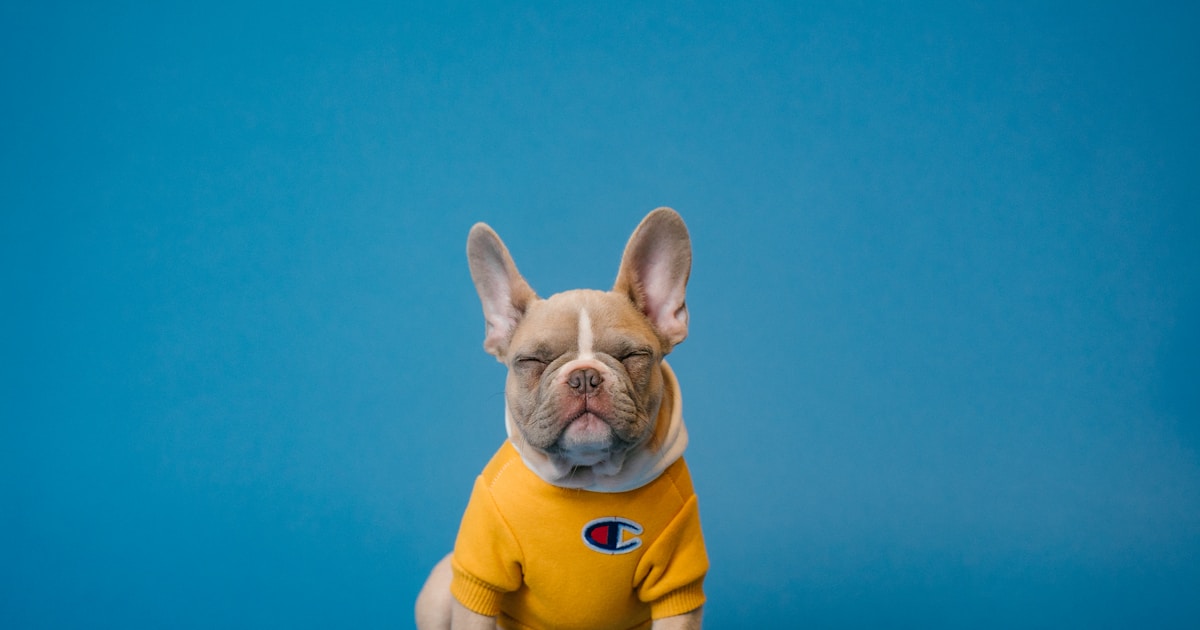 ペットの防災準備。災害時に慌てないための備えリスト