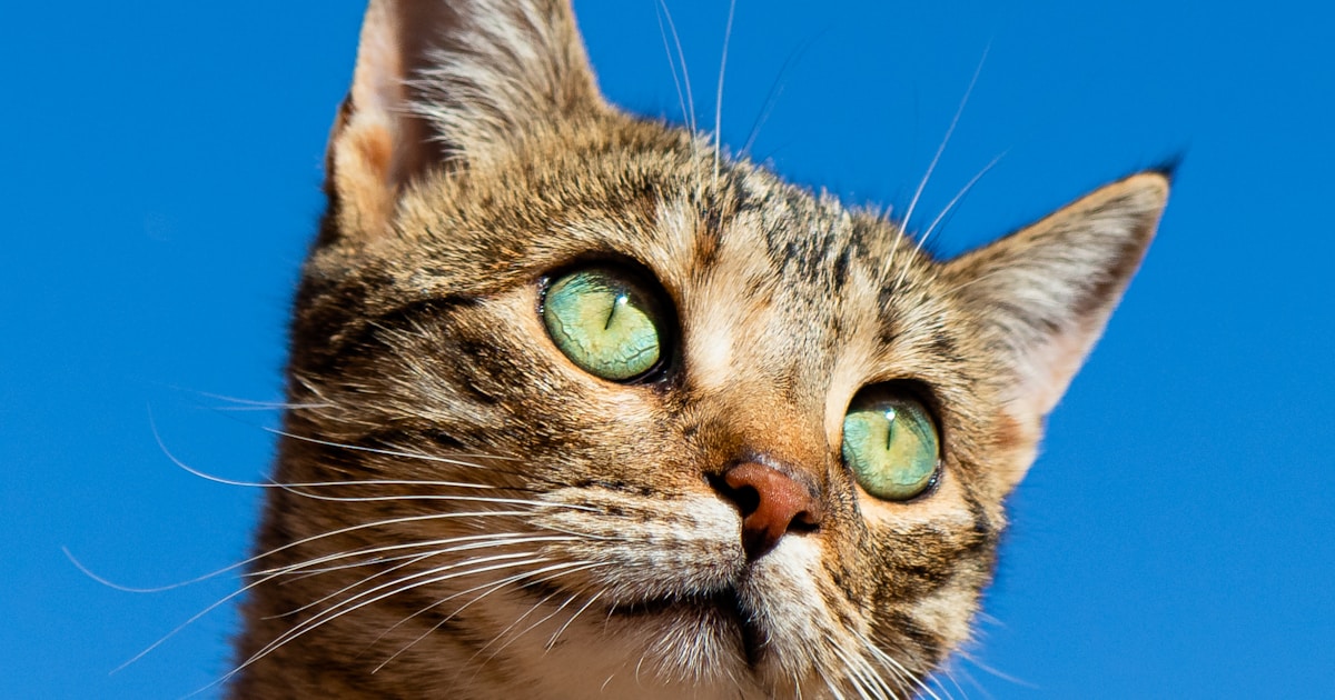 ペット可物件は家賃が高い？通常物件との差額と選び方