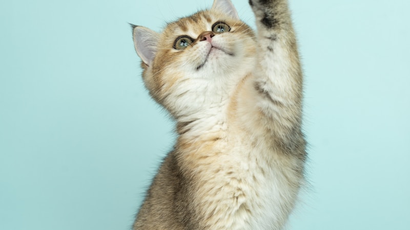 ペットと暮らす家はいくらで建つ？費用の内訳と抑え方｜犬・猫の新築コスト