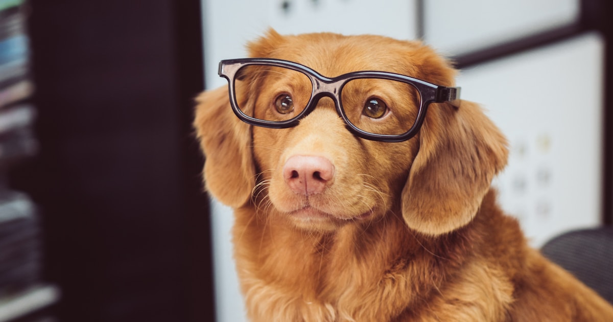 ペットとキャンプ初心者ガイド。持ち物・マナー・おすすめキャンプ場