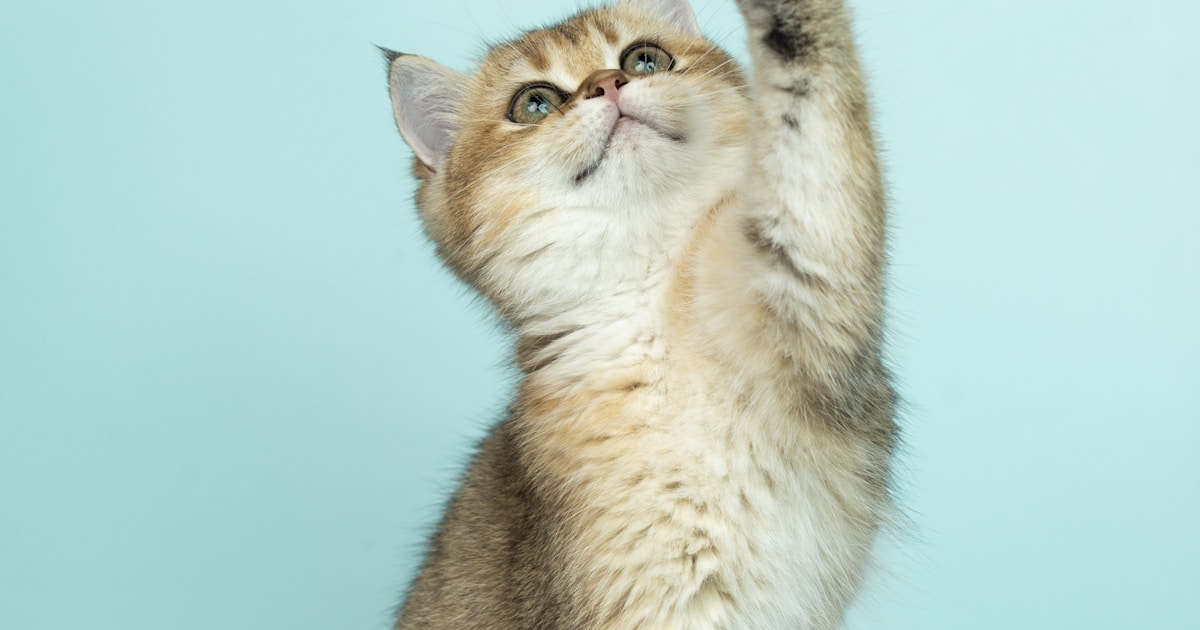 ペットアレルギーの対策。犬猫を飼いながら症状を抑える方法